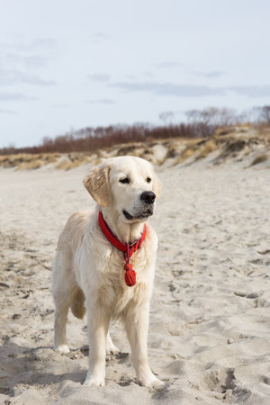 dog breed golden retriever playing in the sand on the beach of the Baltic Seaの写真素材