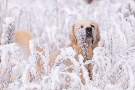 golden retriever dog playing in the snow field, a dog in the winter in the snowの写真素材