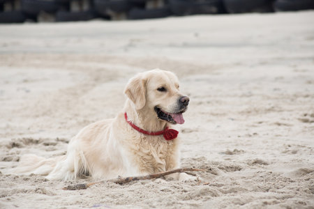 dog breed golden retriever playing in the sand on the beach of the Baltic Sea
