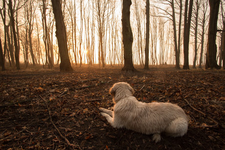 dog breed golden retriever playing on the background of autumn leaves yellow