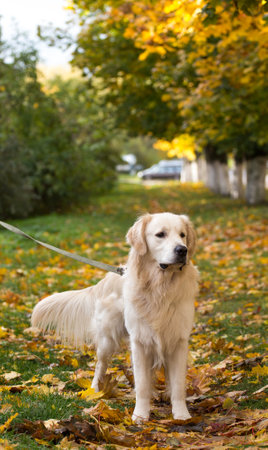 dog breed golden retriever playing on the background of autumn leaves yellowの写真素材