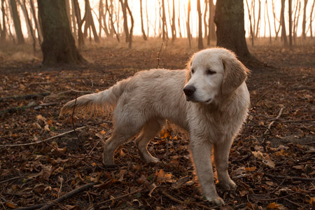 dog breed golden retriever playing on the background of autumn leaves yellowの写真素材