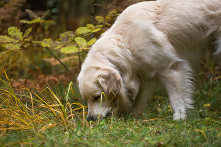 dog breed golden retriever playing on the background of autumn leaves yellow