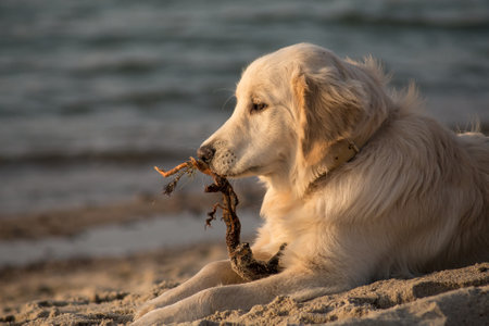 dog breed golden retriever playing in the sand, Baltic sea beach