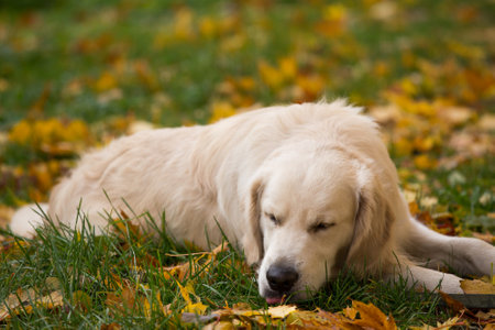 dog breed golden retriever playing on the background of autumn leaves yellowの写真素材