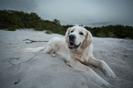 dog breed golden retriever playing in the sand, Baltic sea beach