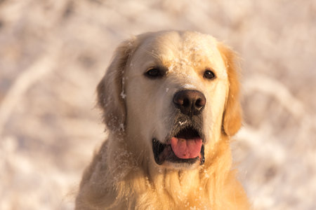 golden retriever dog playing in the snow field, a dog in the winter in the snow