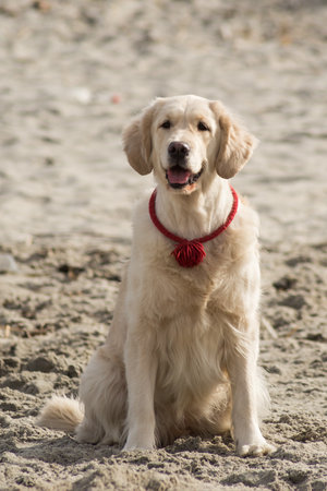 dog breed golden retriever playing in the sand on the beach of the Baltic Sea