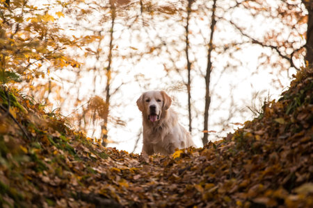 dog breed golden retriever playing on the background of autumn leaves yellowの写真素材
