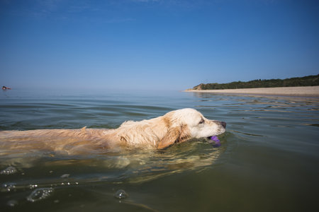 Golden Retriever swims in a sea of green water, the Baltic Sea, a sunny dayの写真素材