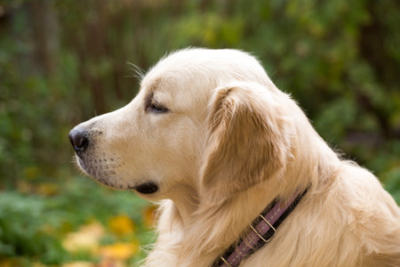 dog breed golden retriever playing on the background of autumn leaves yellowの写真素材