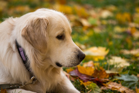 dog breed golden retriever playing on the background of autumn leaves yellowの写真素材