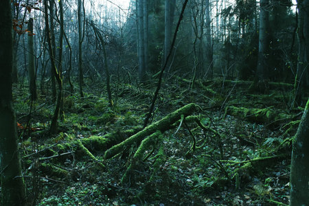 fallen trees, fallen trees in the moss, forest thicket