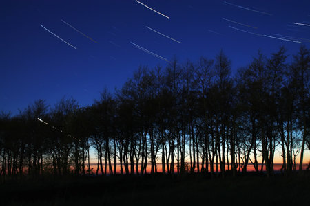 the starry sky above the forest, young pine trees in the dark
