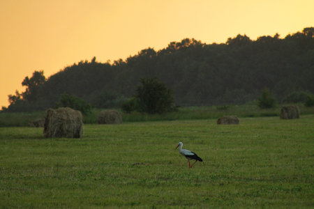 haystack in the field at sunset and a storkの写真素材
