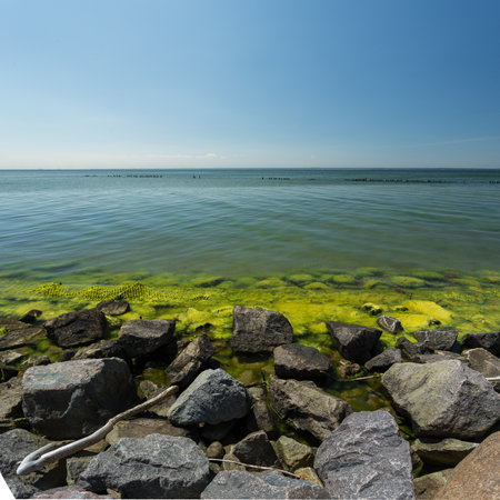 stony shore seaweed in the water