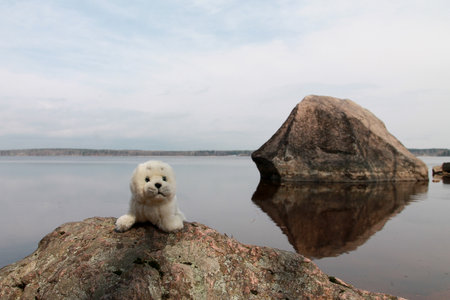 teddy seal on a rock by the lakeの写真素材