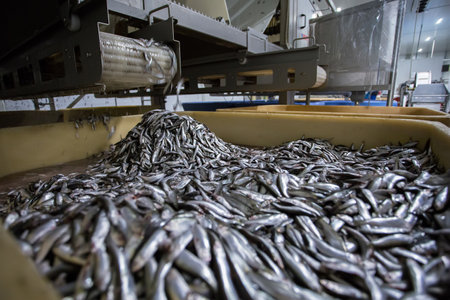 fish conveyor, in the fish processing workshopの写真素材