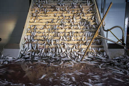 fish conveyor, in the fish processing workshop