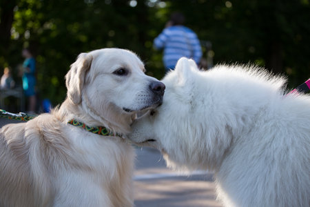 Samoyed Dog and Golden Retrieverの写真素材