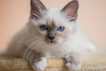 Kitten Sacred Birman on beige pink backgroundの写真素材