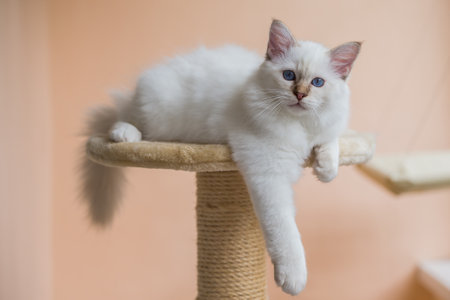 Kitten Sacred Birman on beige pink backgroundの写真素材