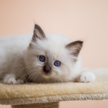 Kitten Sacred Birman on beige pink backgroundの写真素材