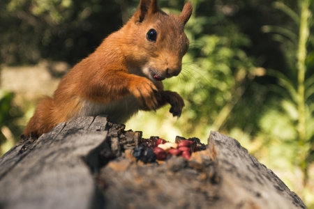 small red squirrel on a stone sitsの写真素材