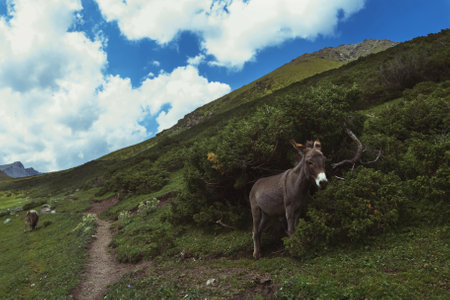 a donkey in the mountains, an animal in the zone of alpine meadowsの写真素材
