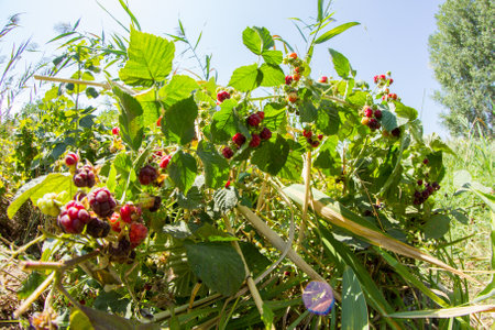 bush of raspberries with berries close-up