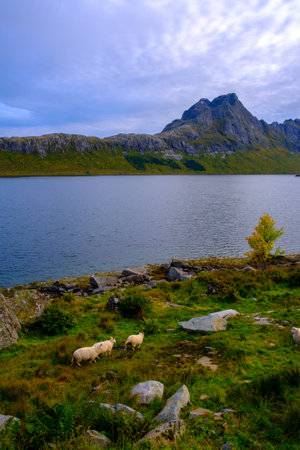 sheep pasture on the Lofoten Islands, among the mountains of Norwayの写真素材