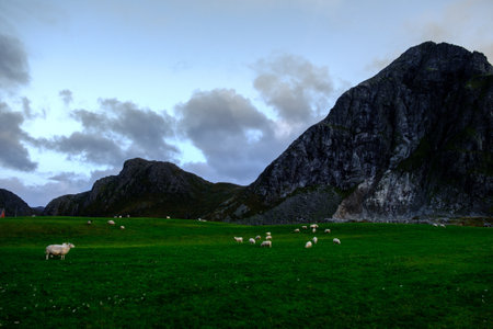 sheep pasture on the Lofoten Islands, among the mountains of Norwayの写真素材