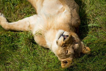 lioness on green grass sittingの写真素材