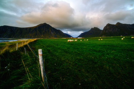 sheep pasture on the Lofoten Islands, among the mountains of Norwayの写真素材