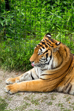 big tiger on the grassの写真素材