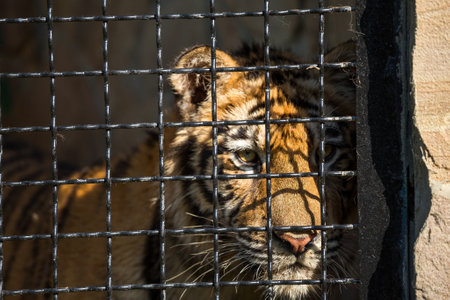 young tiger in a cage at the zoo, in a cageの写真素材