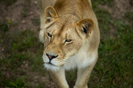 lioness on green grass sittingの写真素材