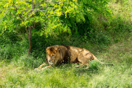 lion sitting on the grassの写真素材
