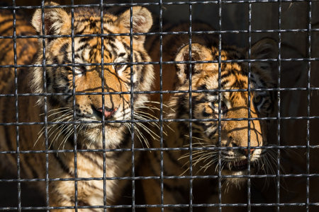 young tiger in a cage at the zoo, in a cageの写真素材