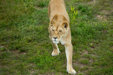 lioness on green grass