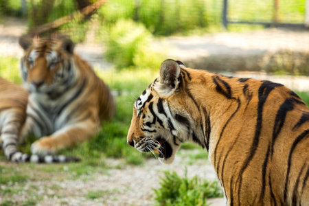 Two large tiger on a background of green grass