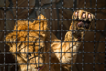 sad young lion in a cage in zooの写真素材