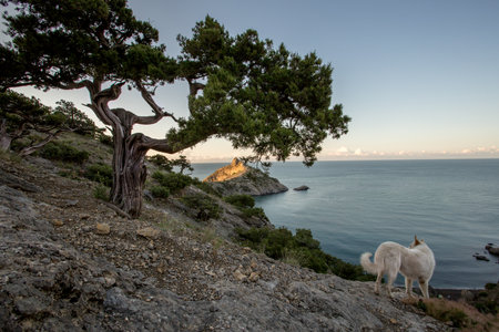 white dog in the mountains, sunrise, mountain hiking with a dogの写真素材