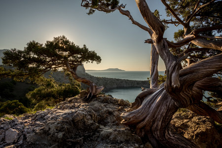 juniper grove at dawn Mountains of Crimea, sinuous trunksの写真素材