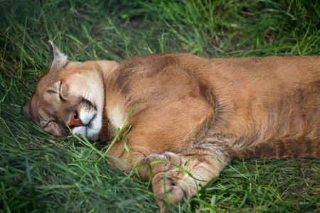 mountain lion sleeping on the grassの写真素材