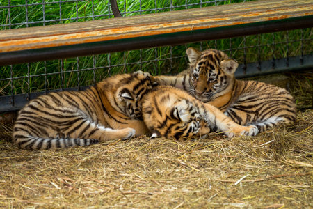 tiger cubs playing in the arenaの写真素材