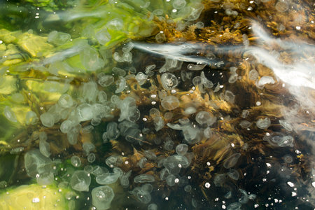 jellyfish in the sea, crowded sea jellyfish, Black Sea