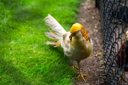 with a yellow head bird