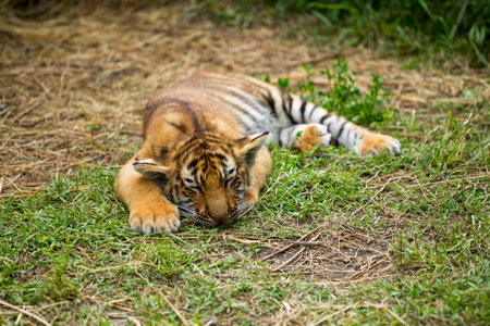 tiger cubs playing in the arenaの写真素材