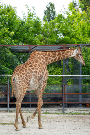 Giraffe in full growth at the zooの写真素材